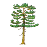 Cedar